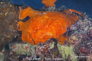 Almost human like

Brightly colored frogfish by Peet J Van Eeden 